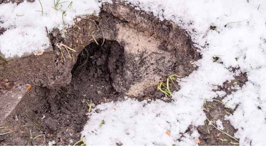 Rodent burrow in soil beside a home foundation with snow on the ground.