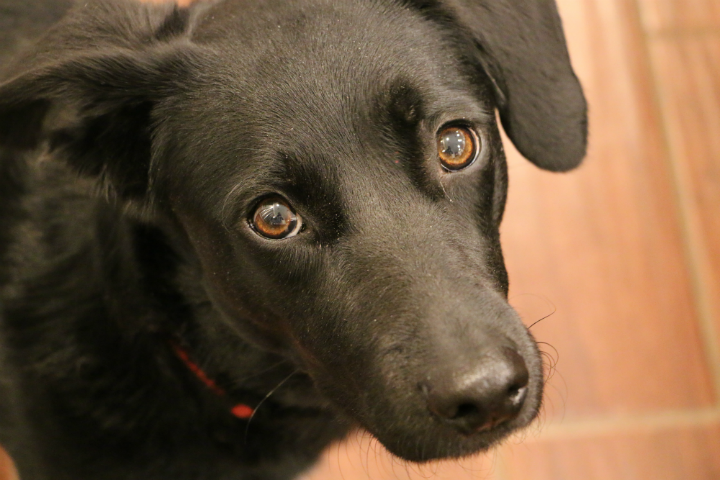 black colored dog