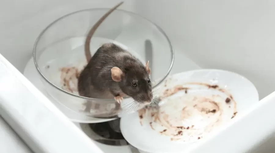 a rat on the unwashed dishes in the sink rodent exterminator