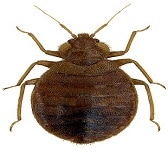 Bed bug heat treatment services in Jersey City