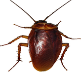 Cockroach extermination in a Jersey City apartment complex