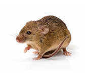 Rodent control solutions for Jersey City