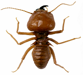 Termite control services for Jersey City apartment complexes.