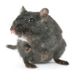 Professional mouse extermination in a Jersey City
