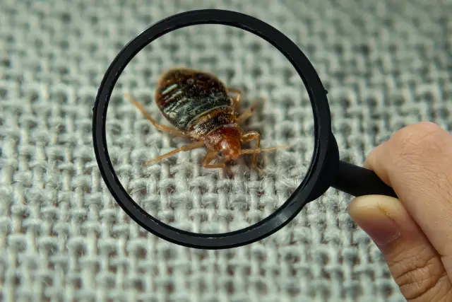 a bed bug under a magnifying glass representing the signs of bed bugs to watch out for