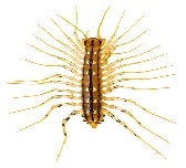 House centipede