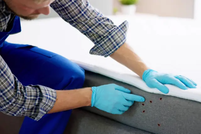 bed bug prevention specialist demonstrating how to check for bed bugs
