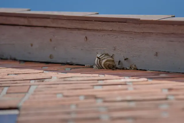 wasp nest on the side of new jersey home before wasp nest removal